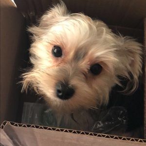 Meet your Posher, Amal